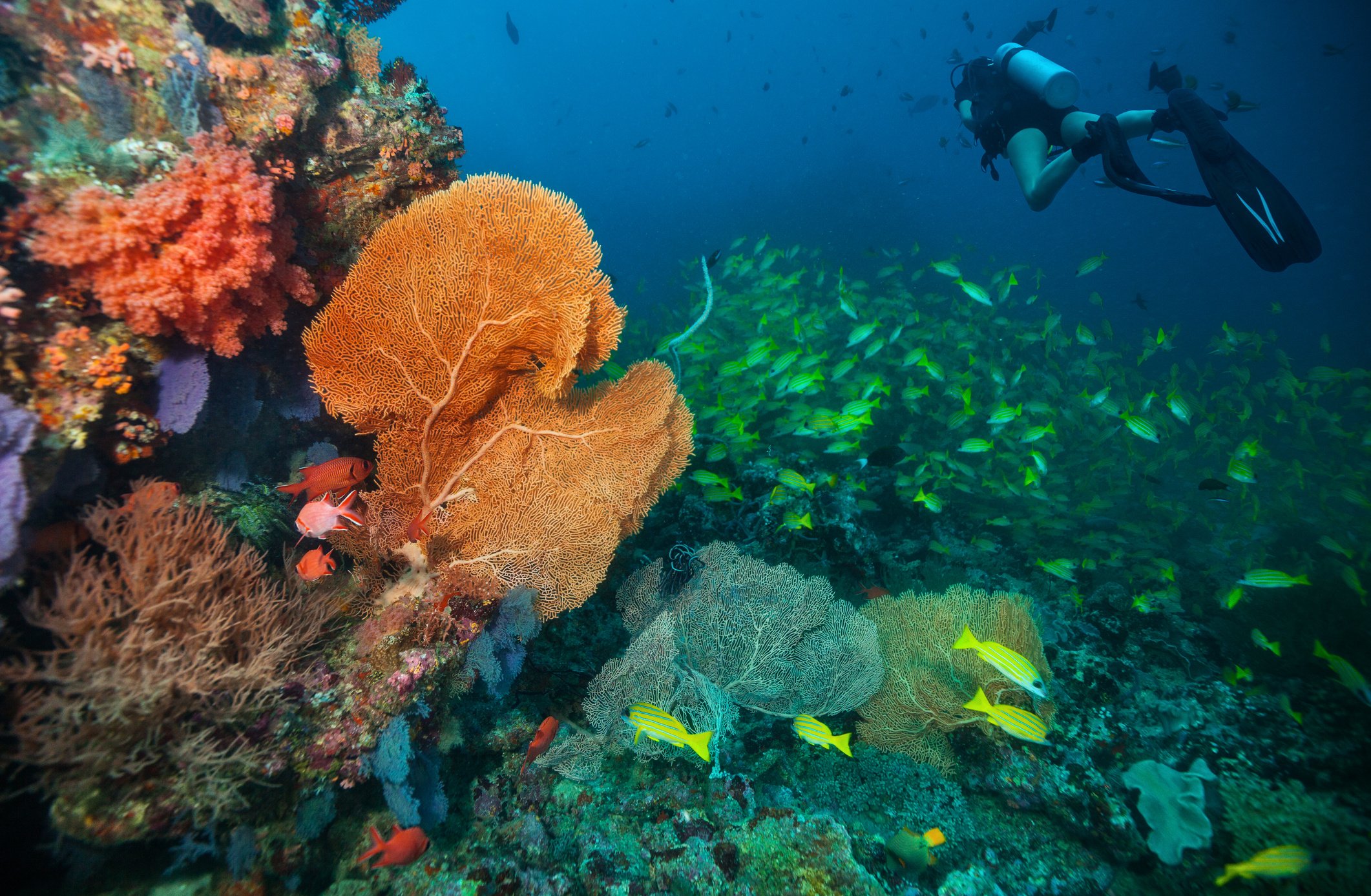 Scuba Divers Exploring Coral Reef