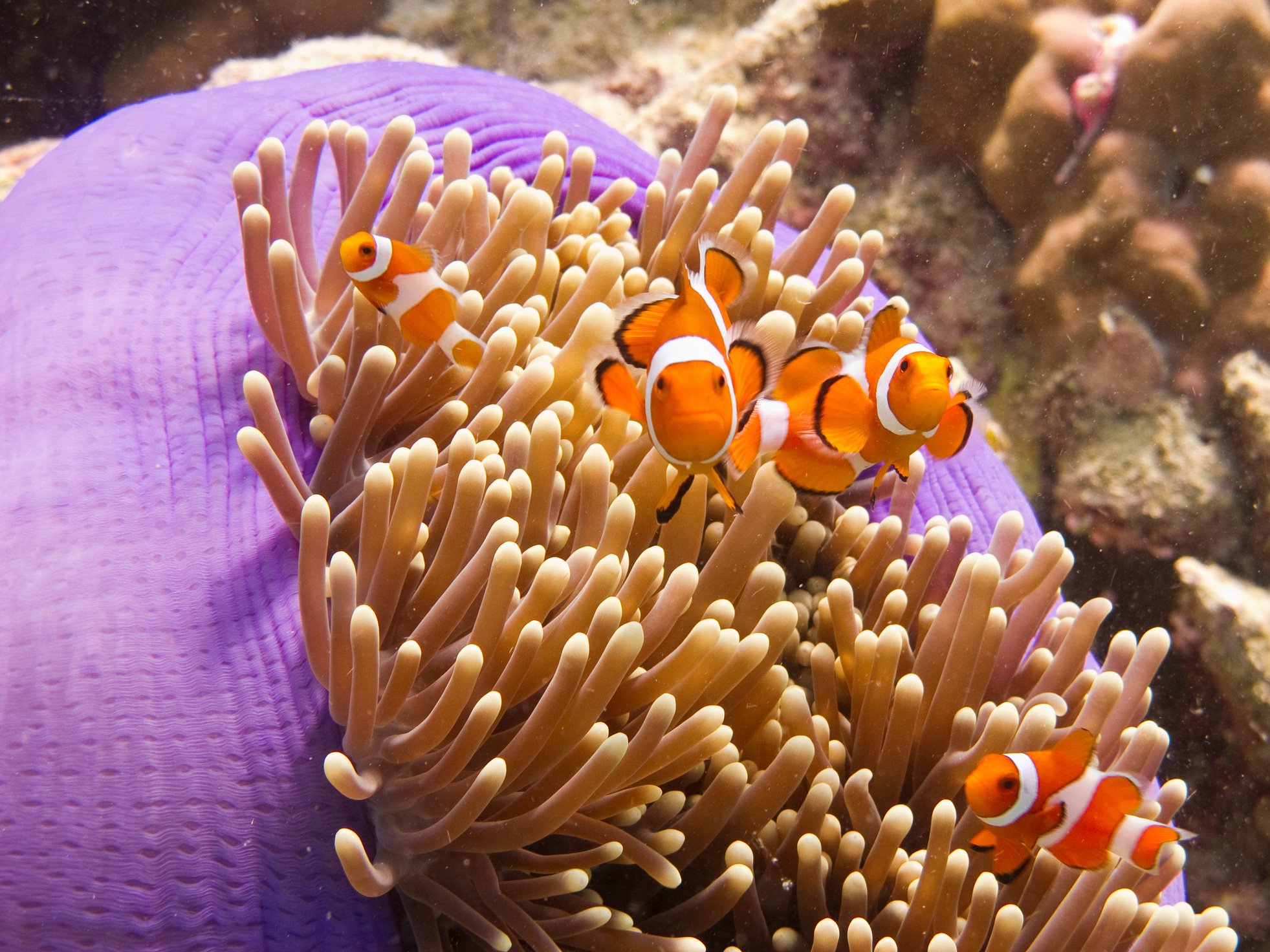 Anemone fish (clownfish) in an anemone