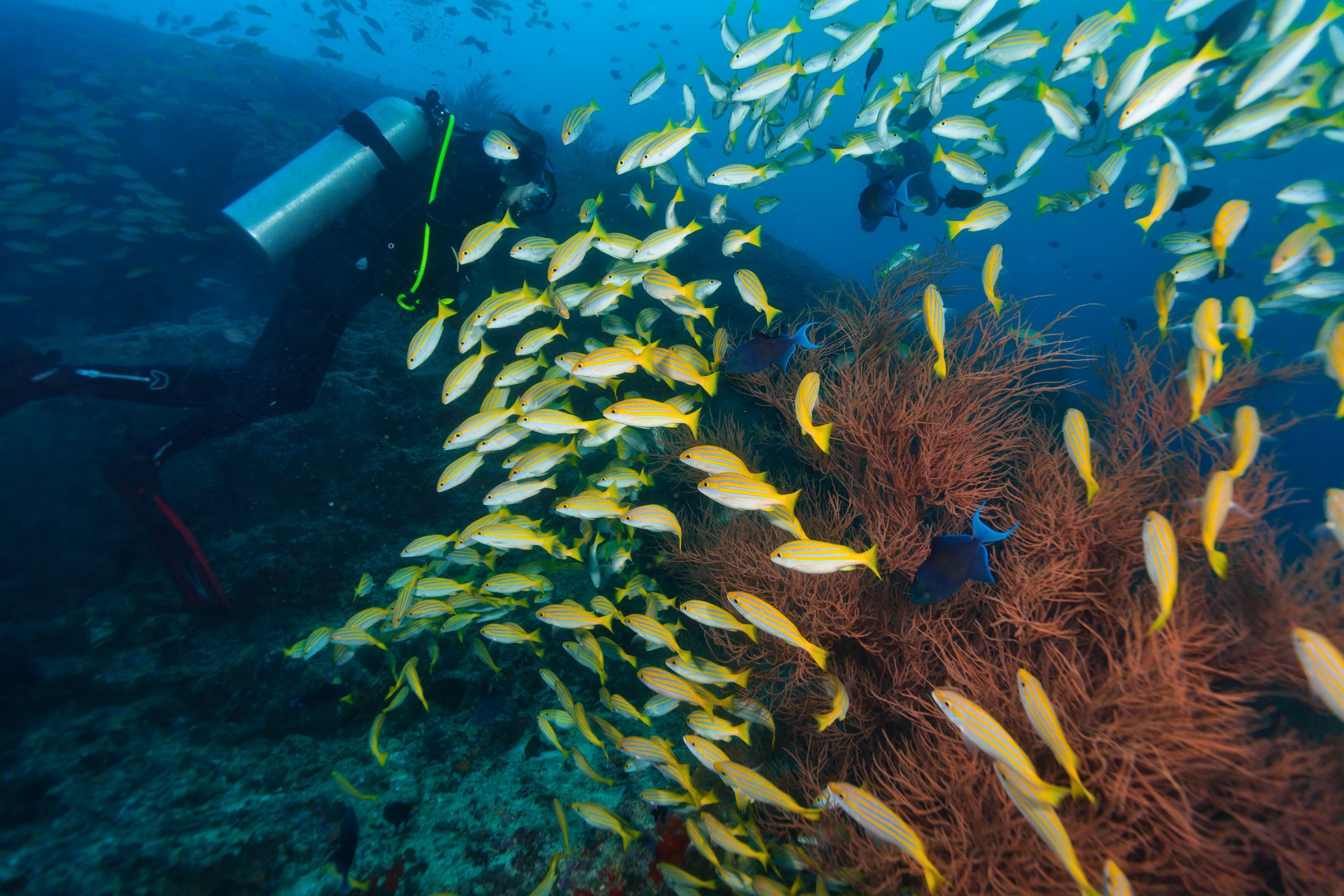 Young Woman Scuba Diver