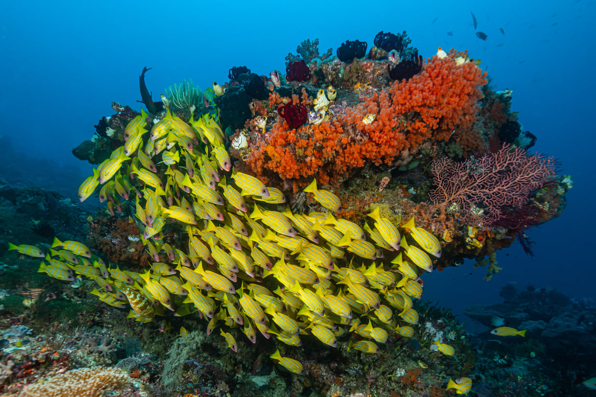 school of five-lined snapper fish